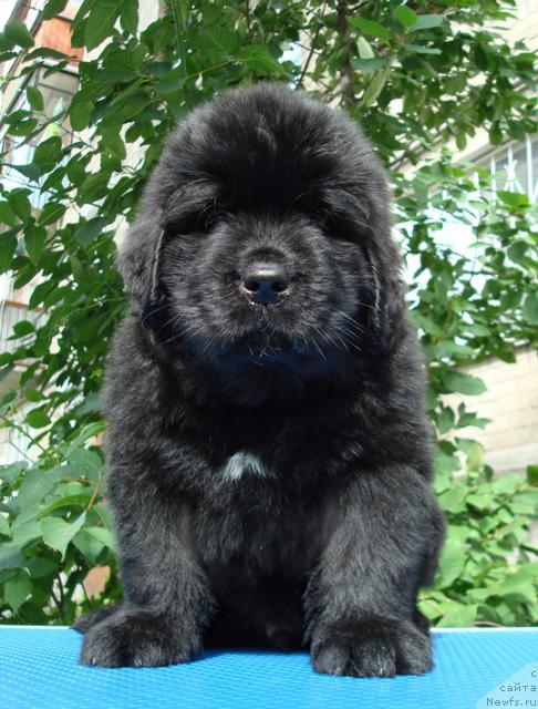 Фото: ньюфаундленд Маг Исполин Лавр