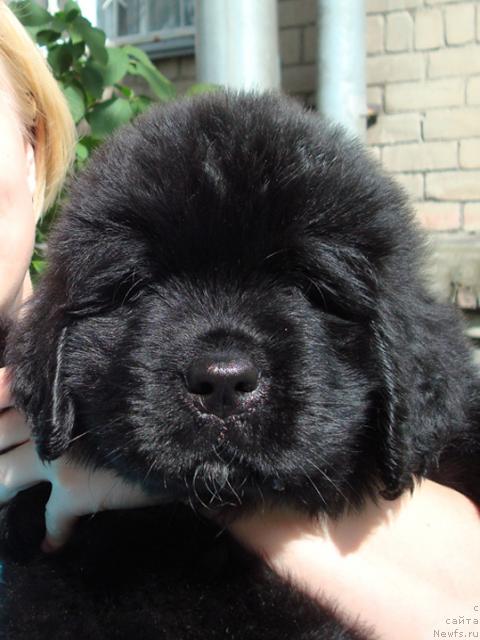 Фото: ньюфаундленд Маг Исполин Лавр