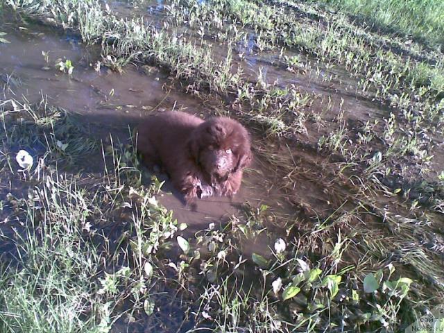 Фото: ньюфаундленд Сэмуэль Морской Принц