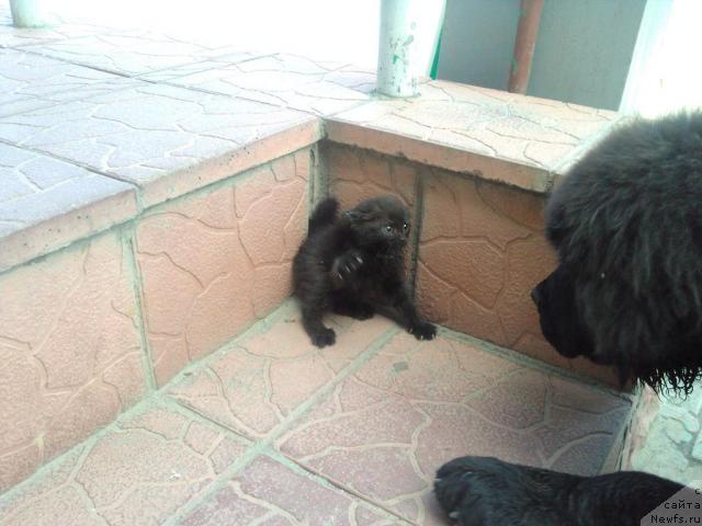 Фото: ньюфаундленд Лихой Казак