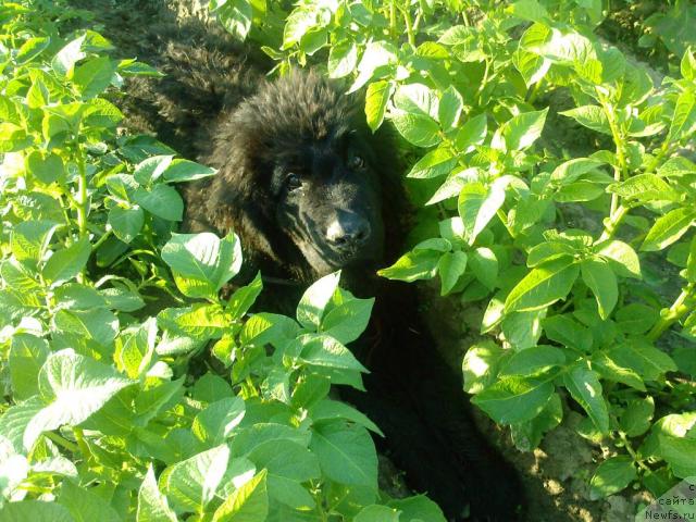 Фото: ньюфаундленд Лихой Казак