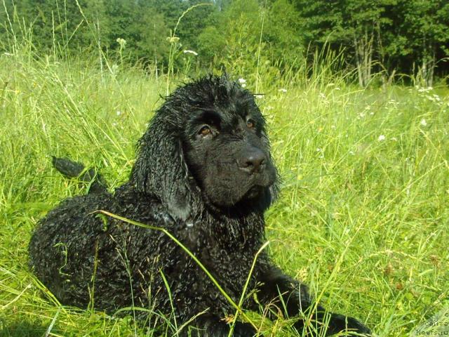 Фото: ньюфаундленд Лихой Казак