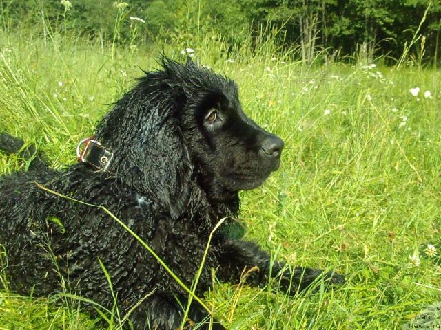 Фото: ньюфаундленд Лихой Казак