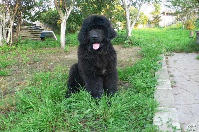 Фото: ньюфаундленд Серафима Сказочная Фея