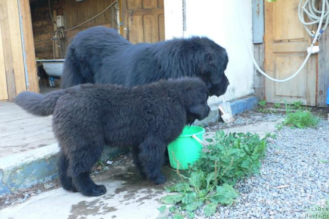 Фото: ньюфаундленд Серафима Сказочная Фея, ньюфаундленд Веридан Звездный Путь