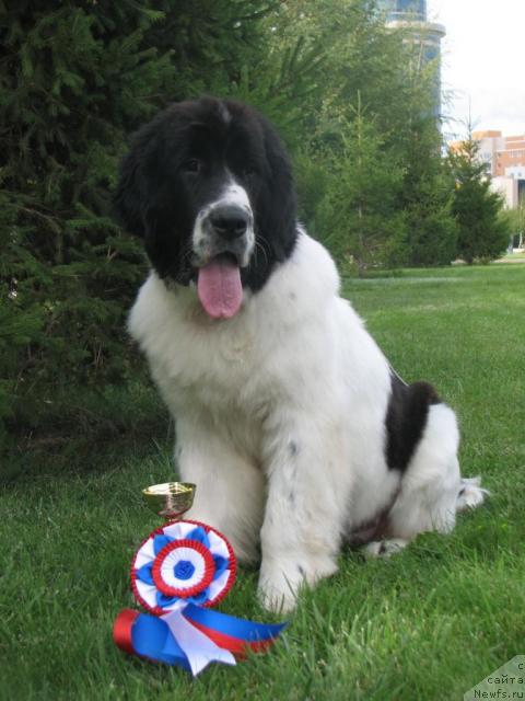 Фото: ньюфаундленд Лорд Люксембург Аюлар из Тихого Омута (Lord Luxemburg Ayular iz Tihogo Omuta)