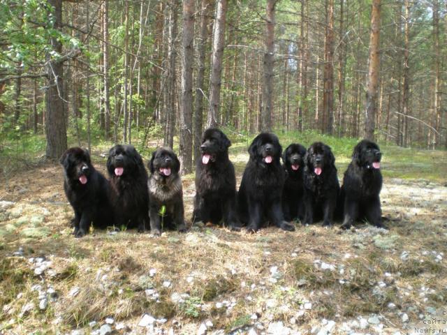 Фото: ньюфаундленд Дар Свезы Апельсинка-Мандаринка, ньюфаундленд Чанси из Золотого Треугольника, ньюфаундленд А-Джессика, ньюфаундленд Дар Свезы Андеграунд Шоколада (Dar Svezy Andegraund Shokolada), ньюфаундленд Амулет Любви и Счастья (Amulet Lyubvi i Schastya), ньюфаундленд Норт Фэйс Лаванда, ньюфаундленд Сангрия, ньюфаундленд Topgallant's Aquitania