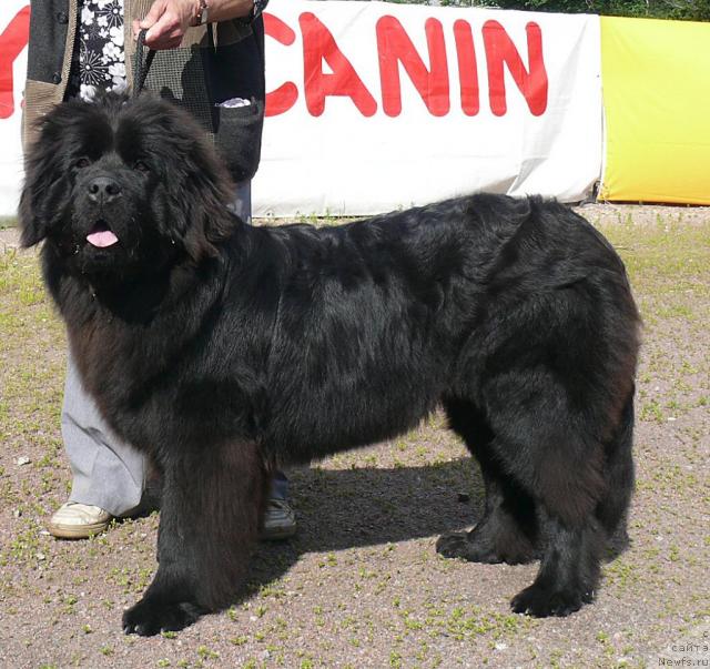 Фото: ньюфаундленд Смигар Наяда Несравненная