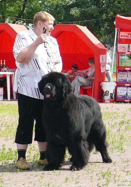 Фото: ньюфаундленд Смигар Персей Повелитель Морей