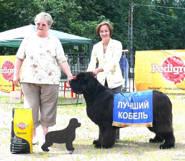 Фото: Birthe Moeller Hansen, ньюфаундленд Cayuga Mescalero, Ольга Королева