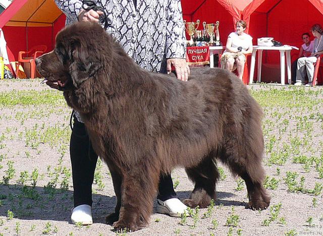 Фото: ньюфаундленд Фанньюф Гостья из Будущего (Funnewf Gostia iz Buduschego)