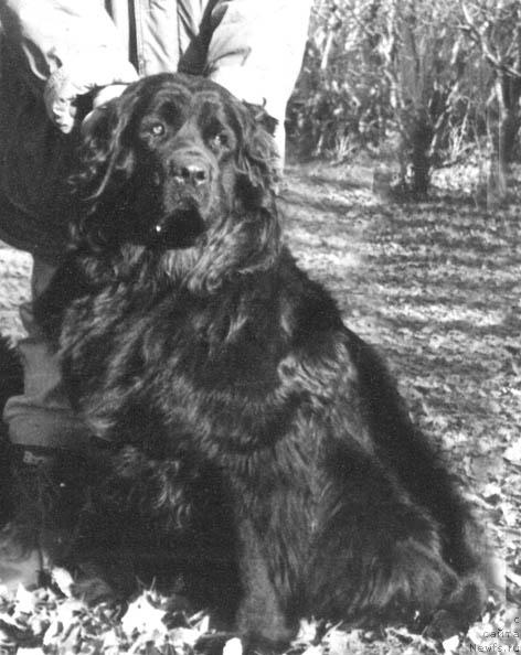 Фото: ньюфаундленд Барби Ян Джер