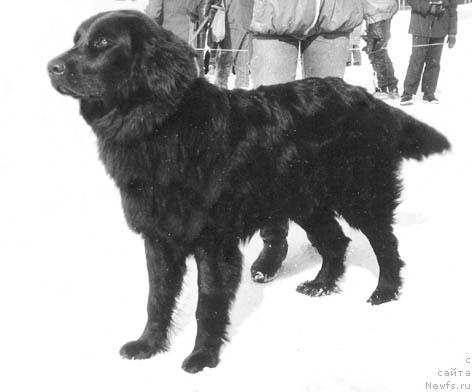 Фото: ньюфаундленд Тесси Банесс Угр