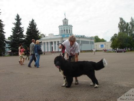 Фото: ньюфаундленд Плюшевая Панда Оливия, Ирина Васильева