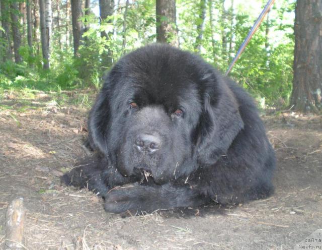 Фото: ньюфаундленд Амулет Любви и Счастья (Amulet Lyubvi i Schastya)