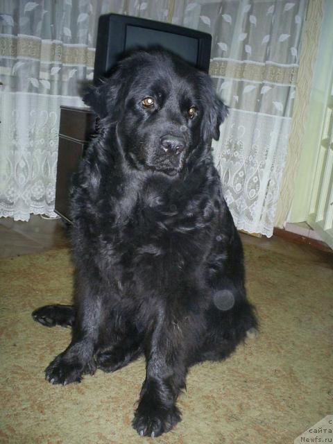 Фото: ньюфаундленд Одесса, ньюфаундленд Одесса