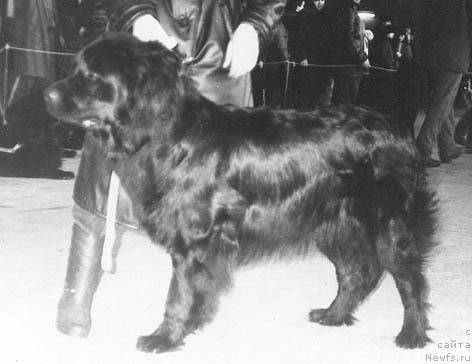 Фото: ньюфаундленд Шарлотта Бай Мирт