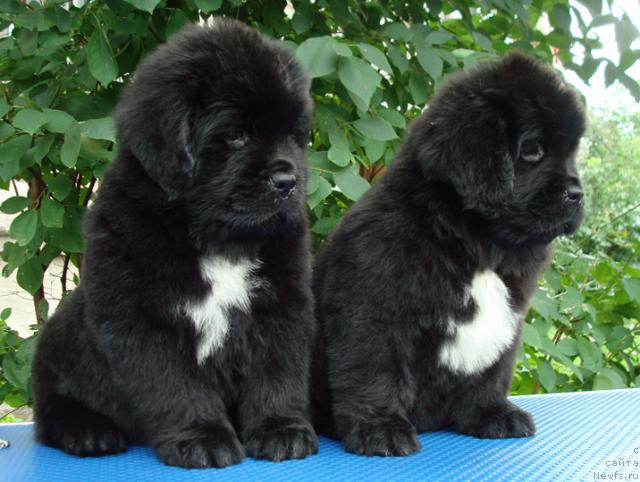 Фотография № 30772