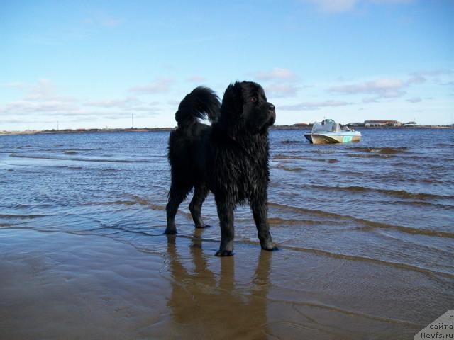Фото: ньюфаундленд Глория Гранд Блек