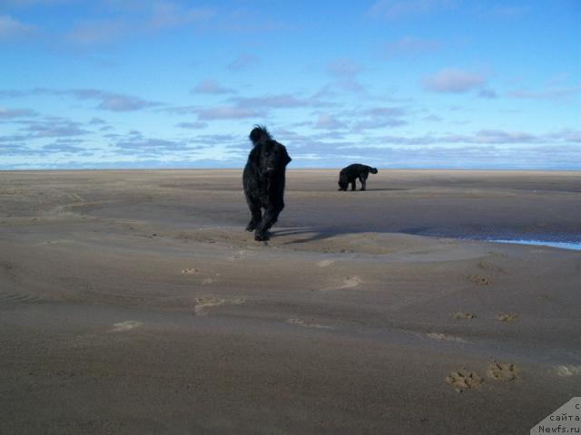 Фото: ньюфаундленд Глория Гранд Блек