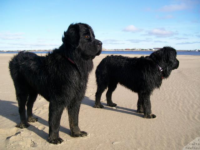 Фото: ньюфаундленд Глория Гранд Блек, ньюфаундленд Fortuna of Giant's Island