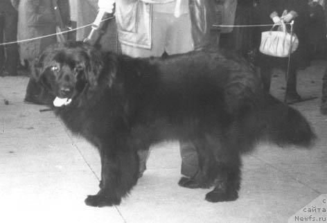 Фото: ньюфаундленд Ела Данна Ирбе