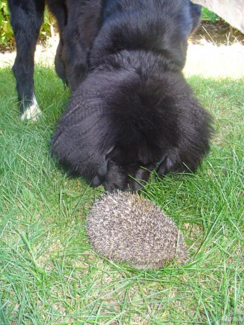 Фото: ньюфаундленд Орхидея Цветок Любви