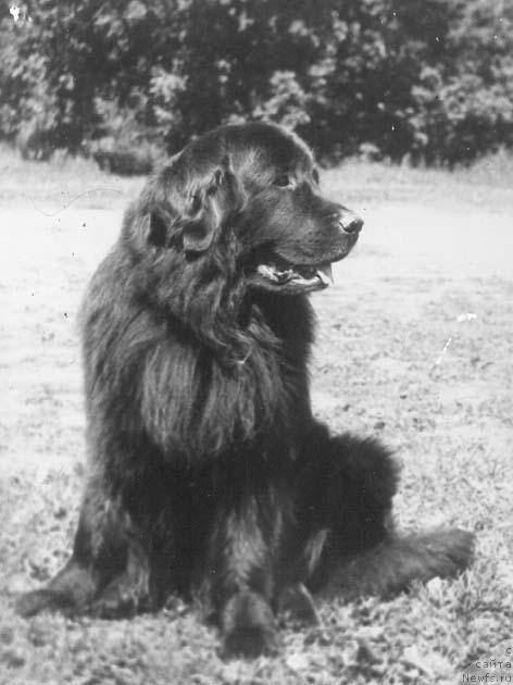 Фото: ньюфаундленд Зай Балу Цегю