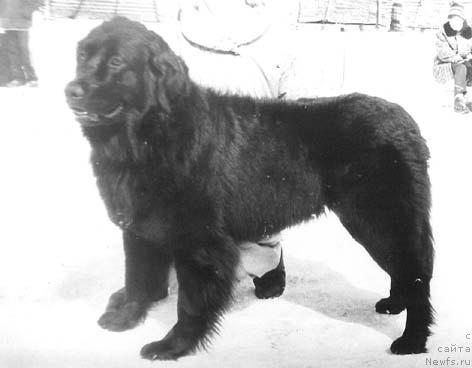 Фото: ньюфаундленд Аделия Арабика Магис