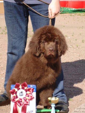 Фото: ньюфаундленд Фанньюф Окса-Дар