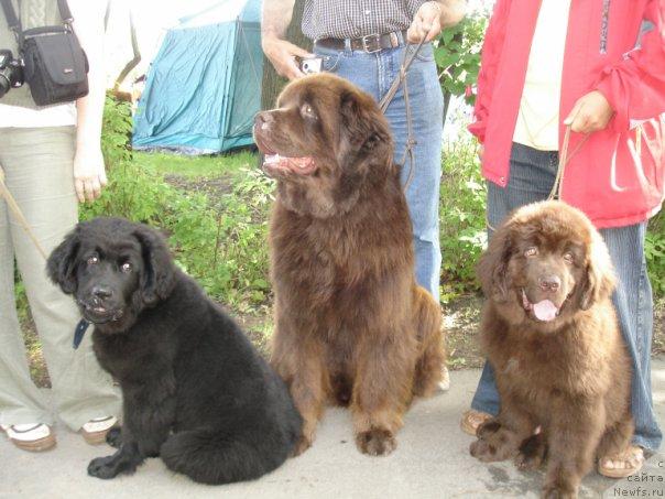 Фото: Олигарх, ньюфаундленд Смигар Золотой Мальчик (Smigar Zolotoy Malchik), ньюфаундленд Фанньюф Окса-Дар