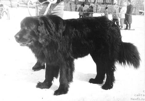 Фото: ньюфаундленд Жерсей Адми Ни оф Лайф Сейвер