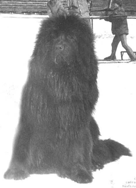 Фото: ньюфаундленд Орхан Норро оф Лайф Сейвер