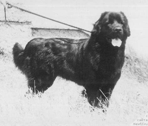 Фото: ньюфаундленд Уганда Бар Ботсвейн