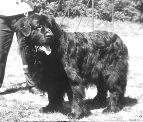 Фото: ньюфаундленд Гай