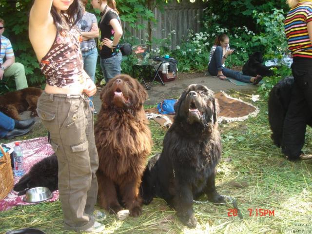 Фото: ньюфаундленд Потап Щезара (Potap Schezara), ньюфаундленд Элерон Браун (Eleron Brown)