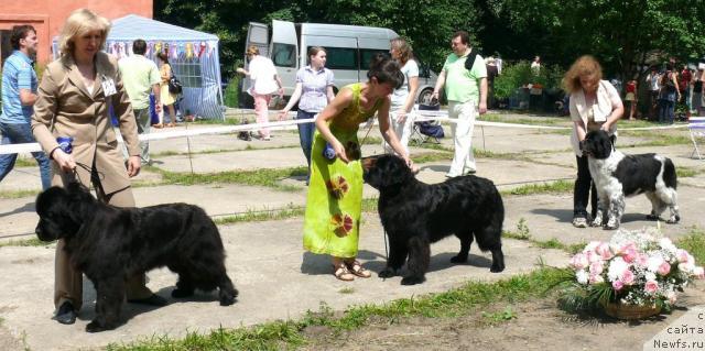 Фото: ньюфаундленд Потап Щезара (Potap Schezara)