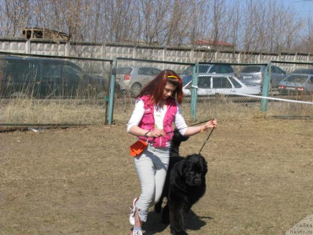 Фото: ньюфаундленд Потап Щезара (Potap Schezara)