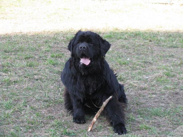 Фото: ньюфаундленд Потап Щезара (Potap Schezara)