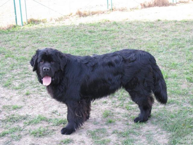 Фото: ньюфаундленд Потап Щезара (Potap Schezara)