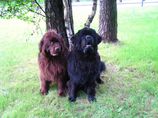 Фото: ньюфаундленд Потап Щезара (Potap Schezara), ньюфаундленд Элерон Браун (Eleron Brown)