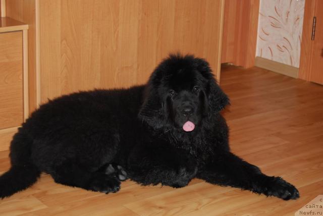 Фото: ньюфаундленд Формула Любви от Сибирского Медведя