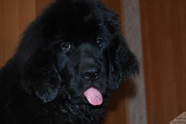 Фото: ньюфаундленд Формула Любви от Сибирского Медведя