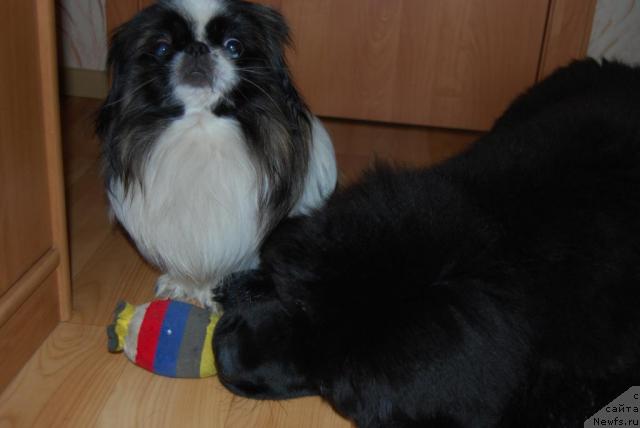 Фото: ньюфаундленд Формула Любви от Сибирского Медведя