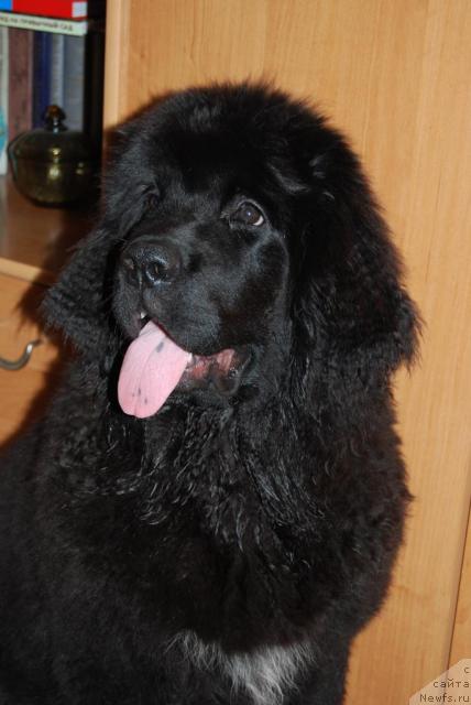 Фото: ньюфаундленд Формула Любви от Сибирского Медведя