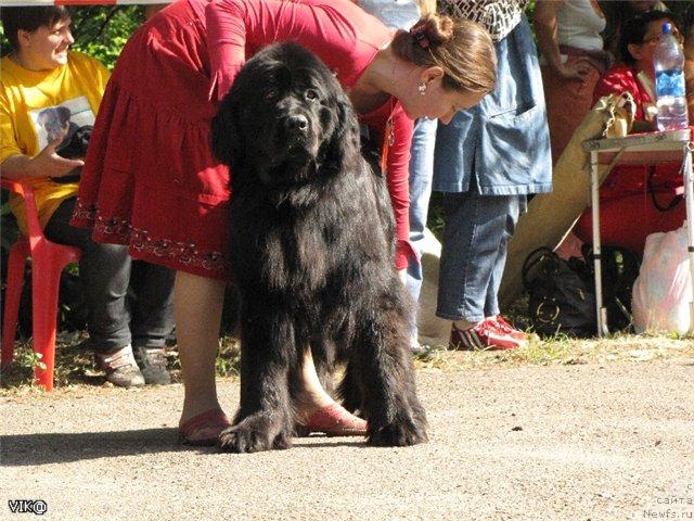 Фото: ньюфаундленд Большая Удача для Ньюфорт