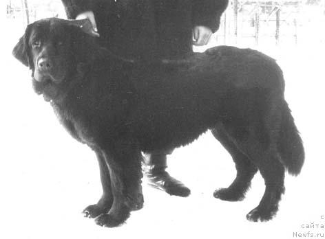 Фото: ньюфаундленд Черри Одаж