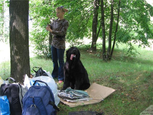 Фото: ньюфаундленд Полярная Ночка, Валентина Степанова