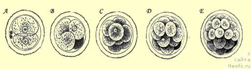 Фотография № 30957