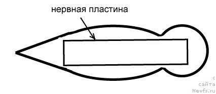 Фотография № 30958